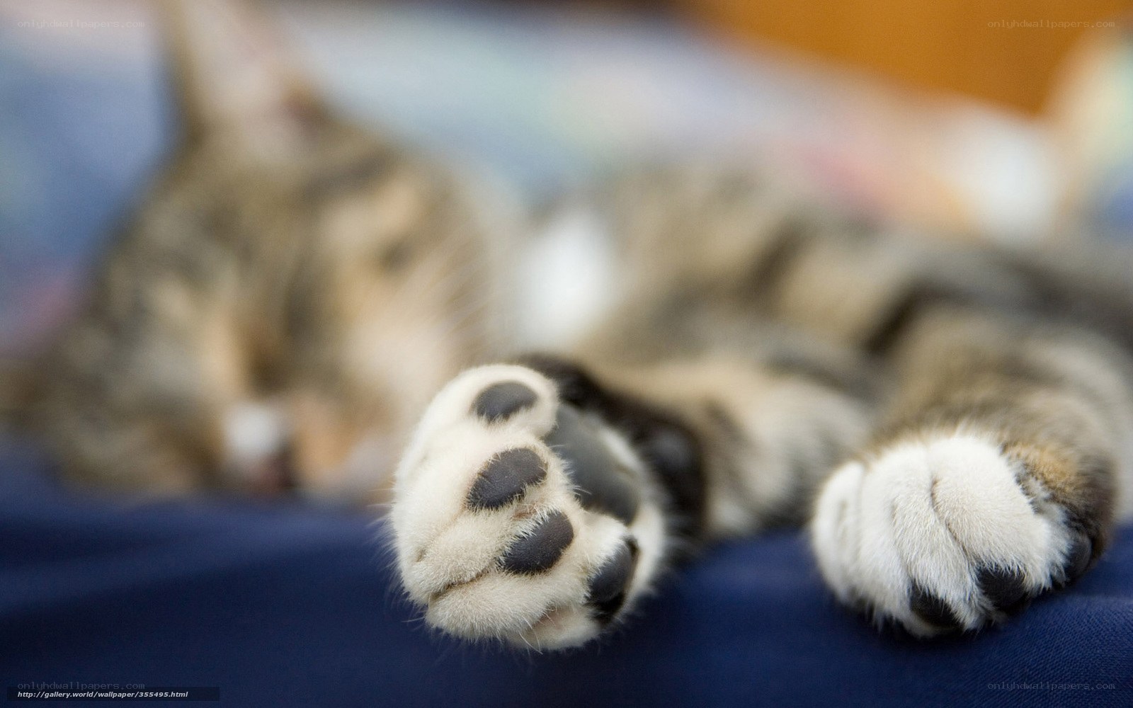Sleeping cat paws