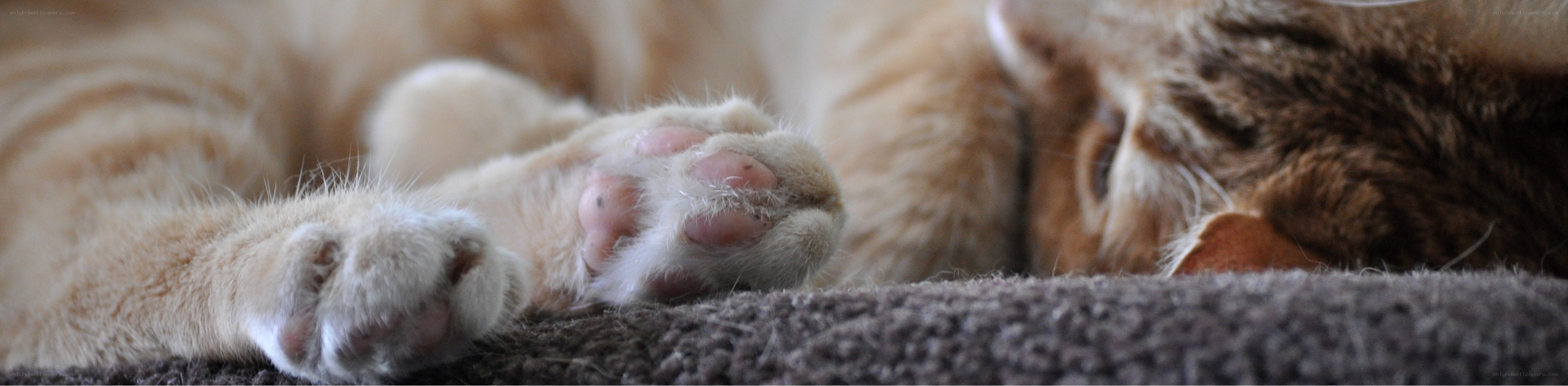 sleeping cat paws