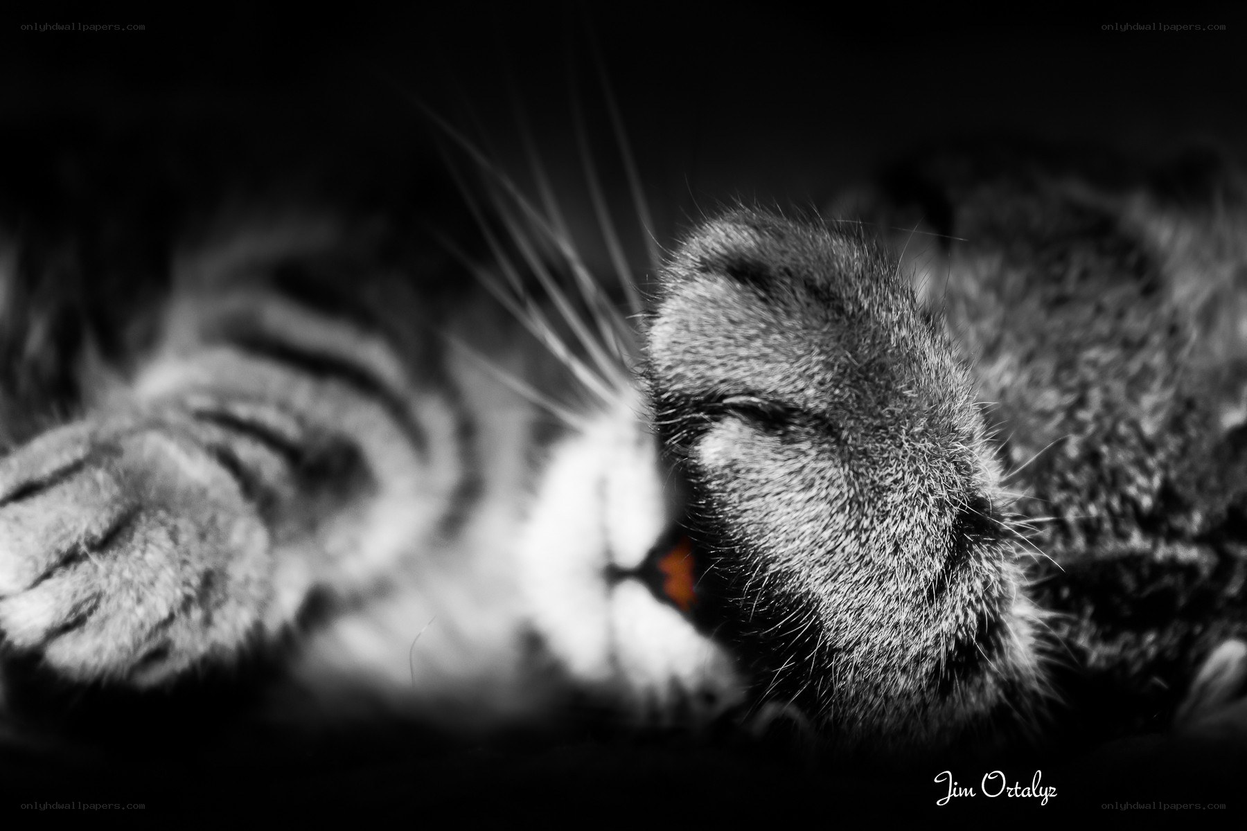 Sleeping cat paws close-up