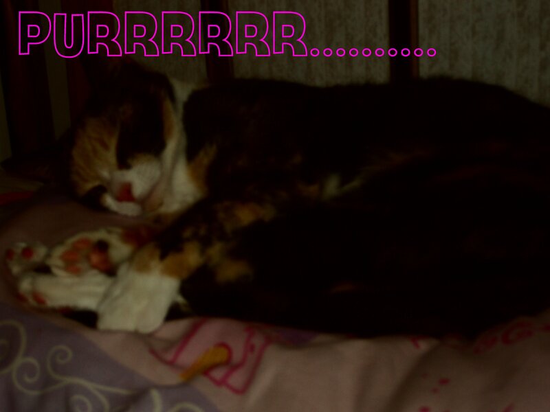 sleeping cat purring
