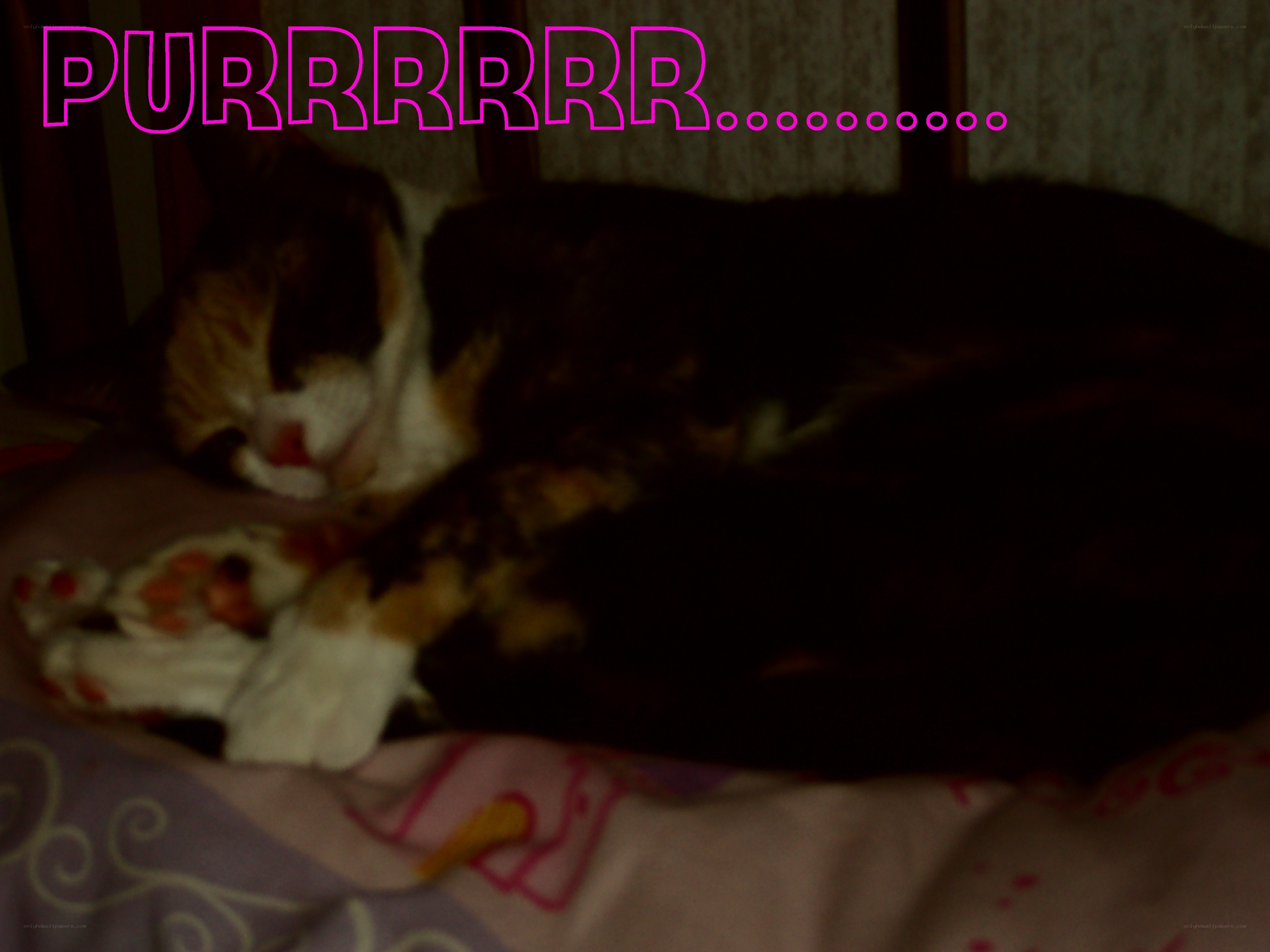 sleeping cat purring