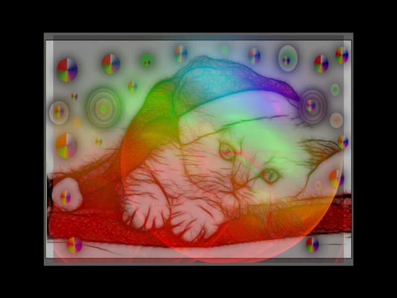 Sleeping Cat — Red