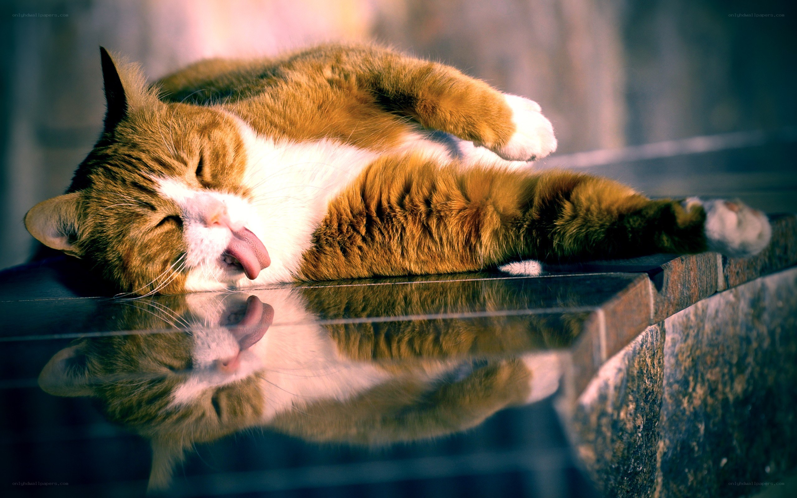 Sleeping cat reflecting in water