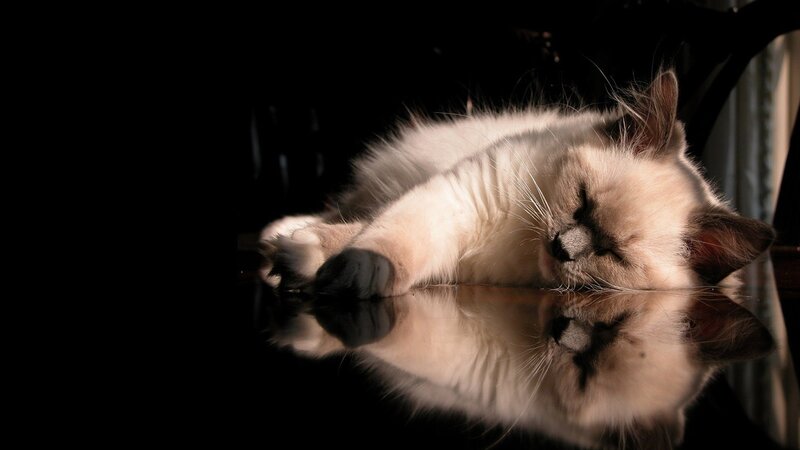 sleeping cat reflection