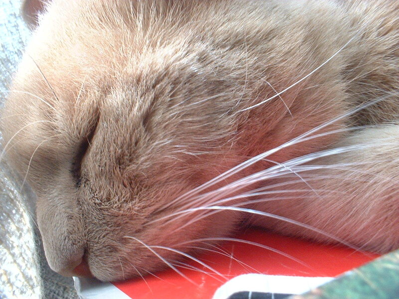 Sleeping Cat