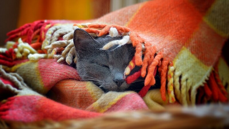 Sleeping cat under a blanket