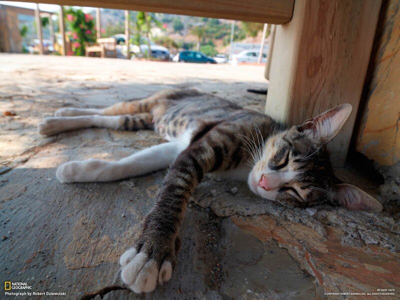Sleeping cat under a table