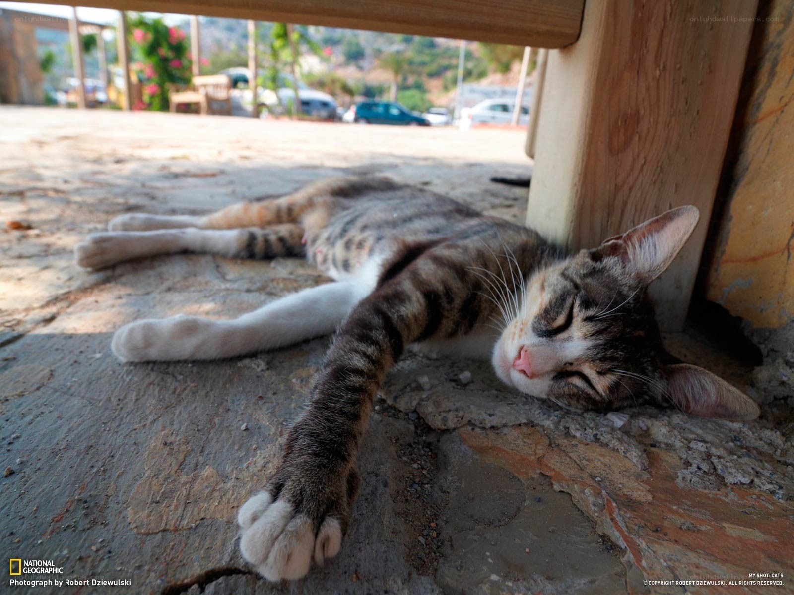 Sleeping cat under a table