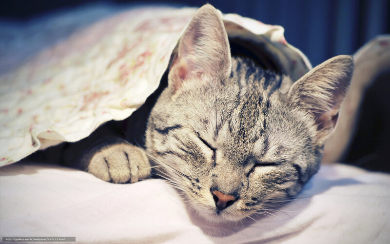 Sleeping cat under blanket
