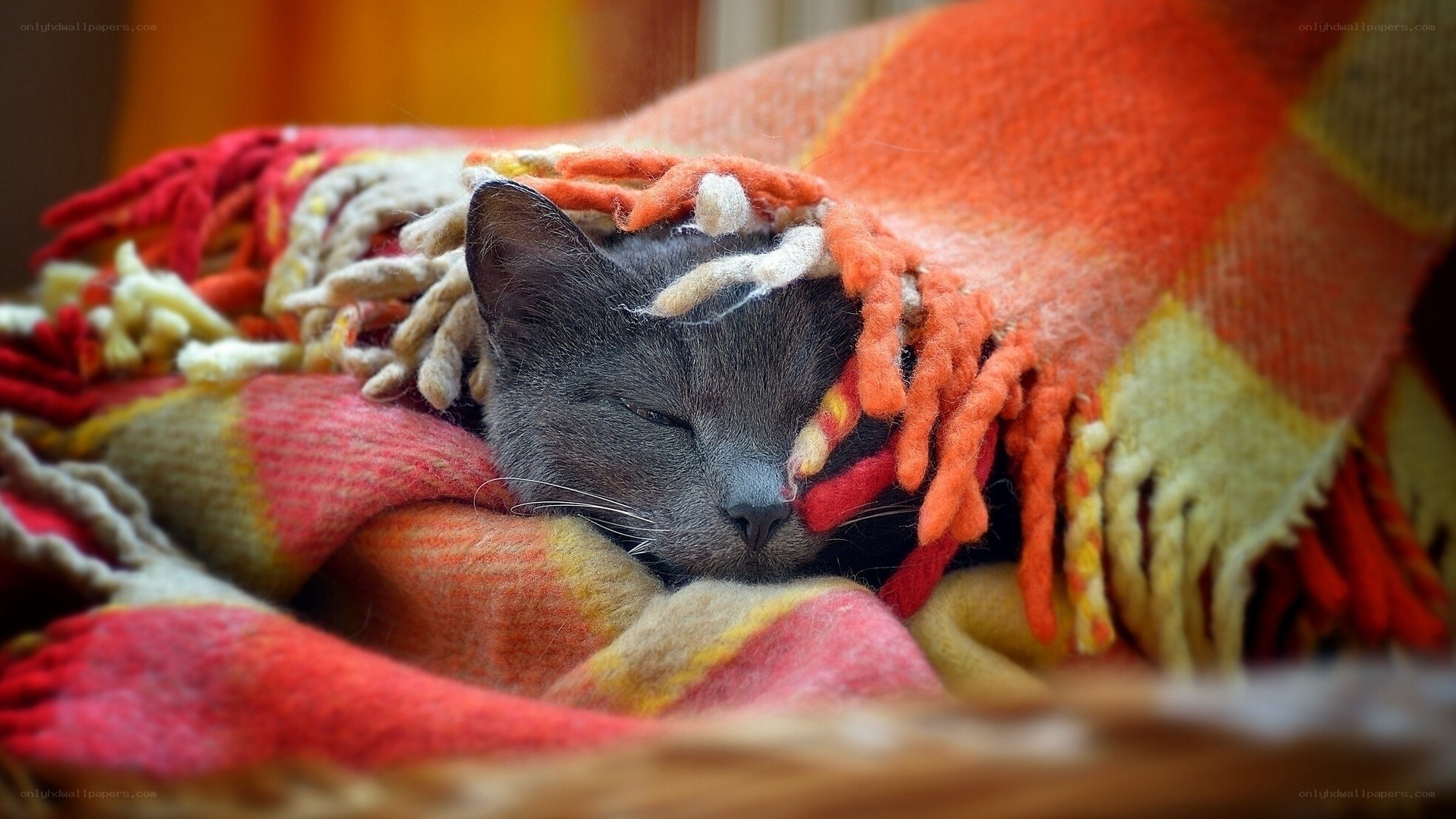 sleeping cat under blanket