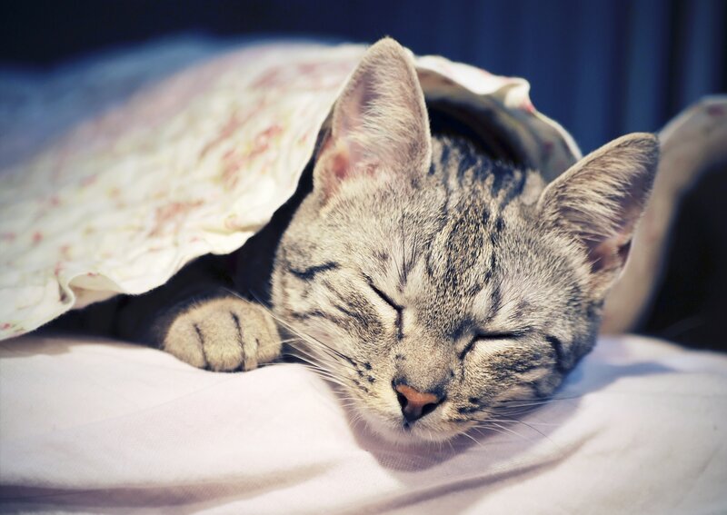 Sleeping cat under blanket