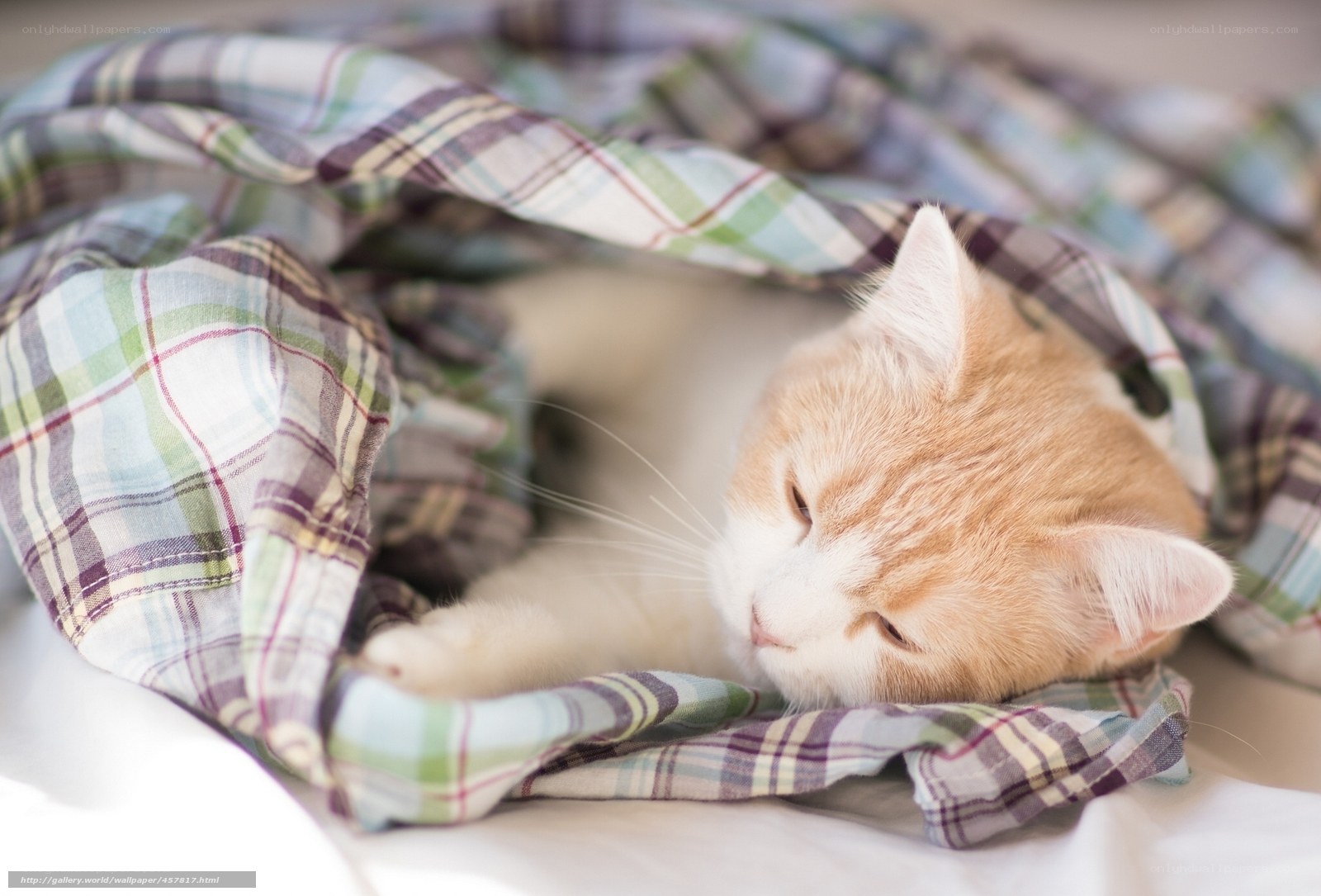 Sleeping cat under plaid blanket