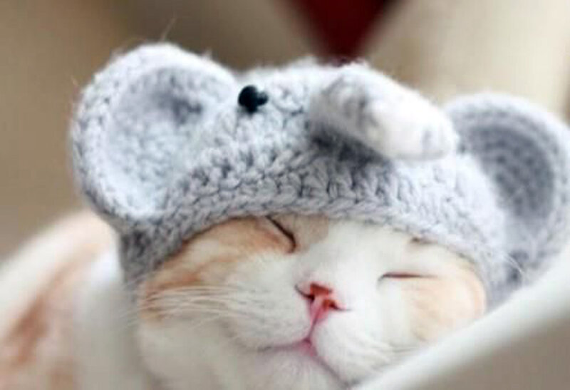 Sleeping Cat Wearing Hat