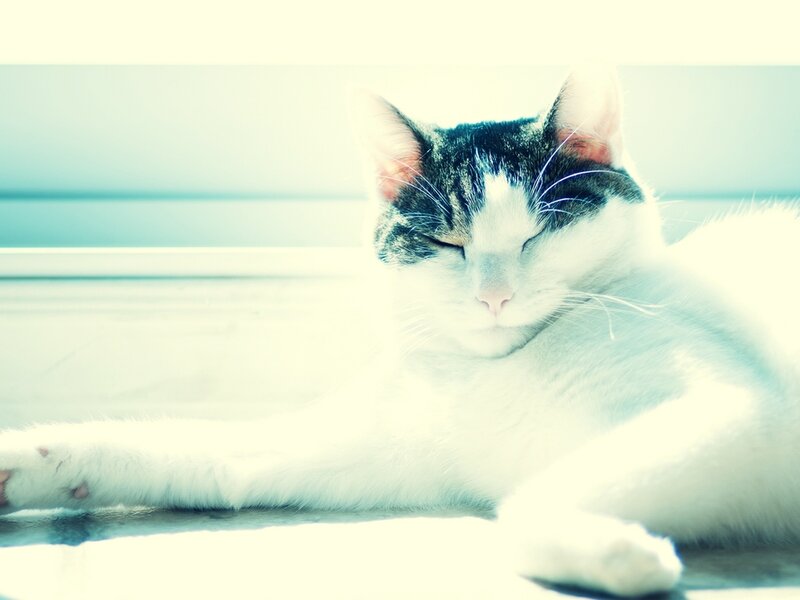 Sleeping Cat — White, Calm, Morning
