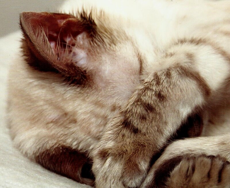 Sleeping Cat — White, Calm