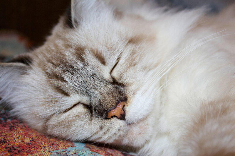 Sleeping Cat — White, Peaceful