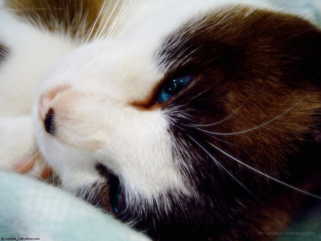sleeping cat with blue eyes