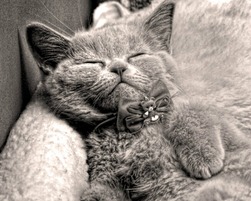 Sleeping Cat with Bow