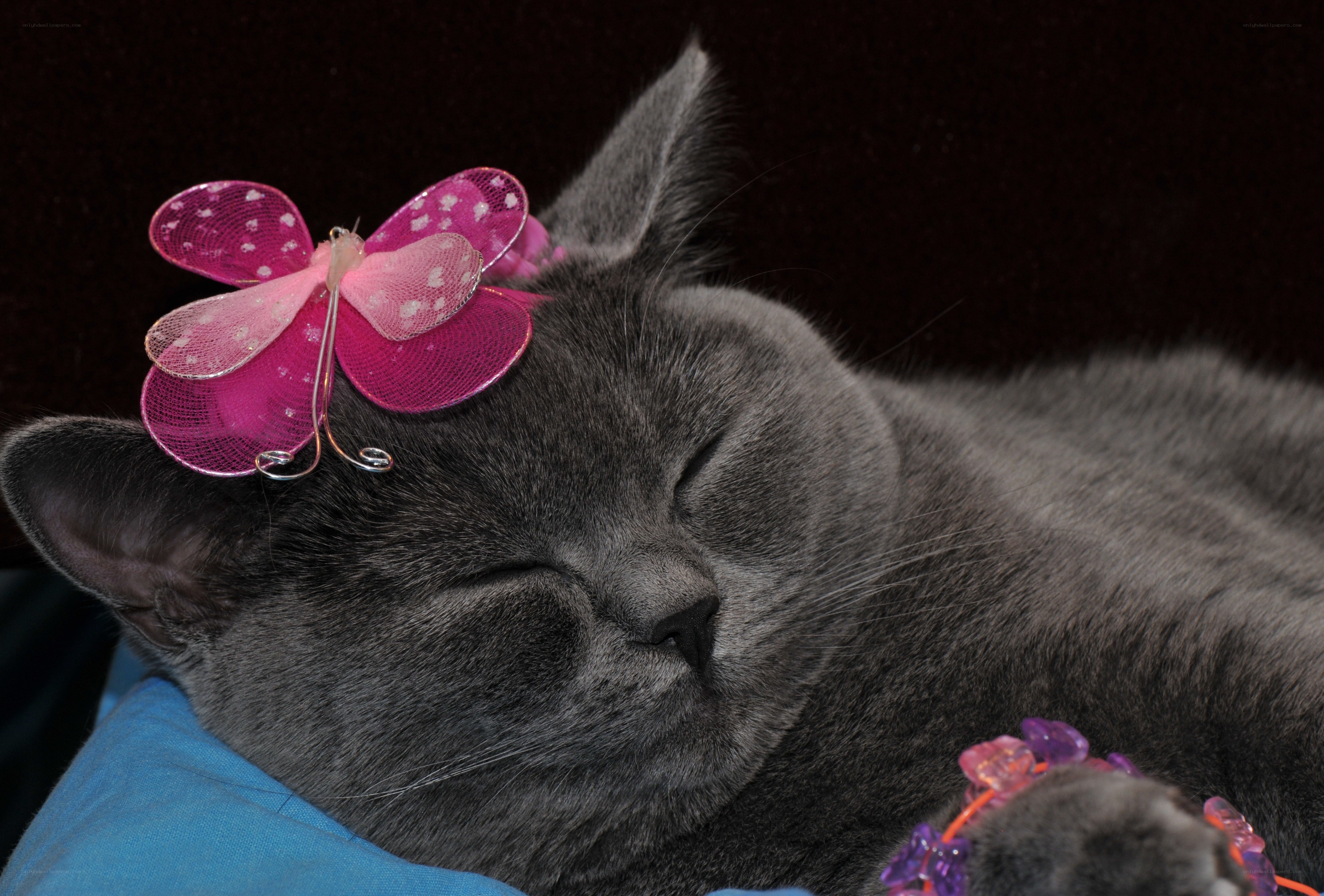 sleeping cat with butterfly