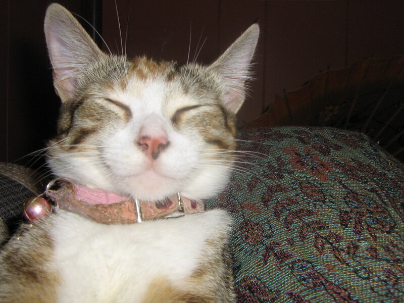 sleeping cat with collar