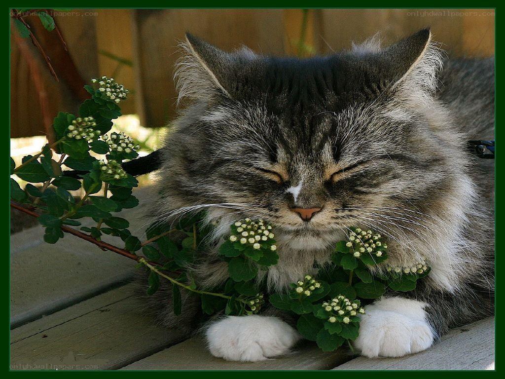 sleeping cat with flowers