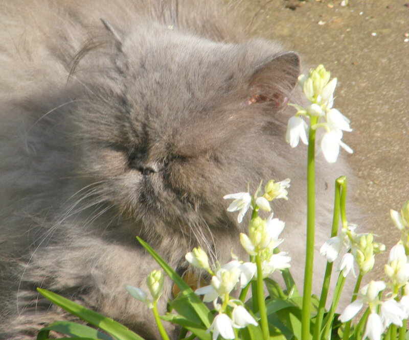 Sleeping cat with flowers