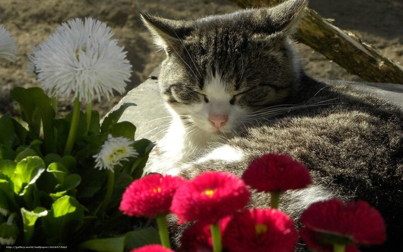 Sleeping cat with flowers