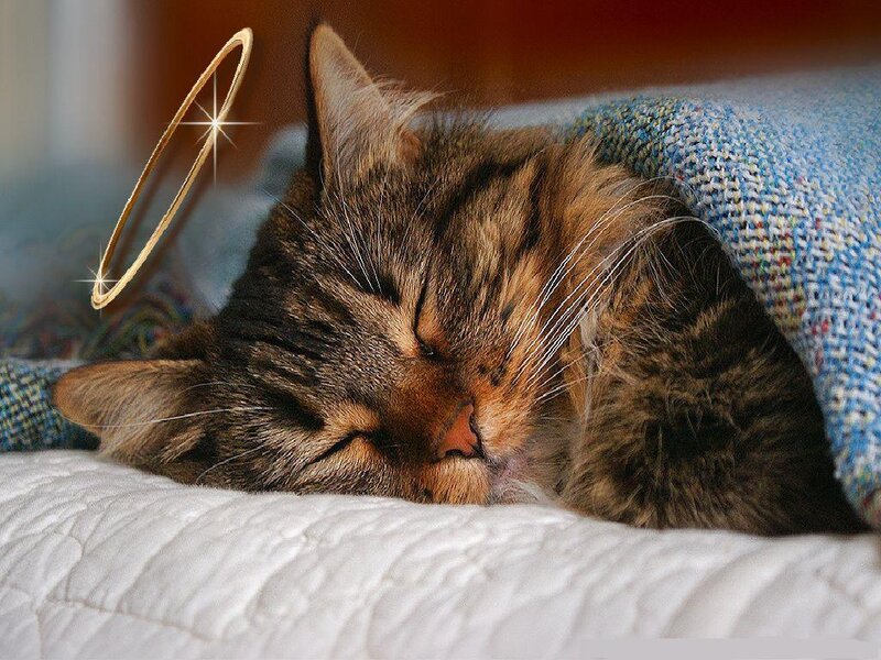 sleeping cat with halo