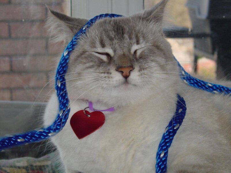 Sleeping Cat with Harness