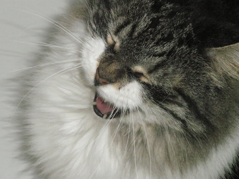 sleeping cat with open mouth