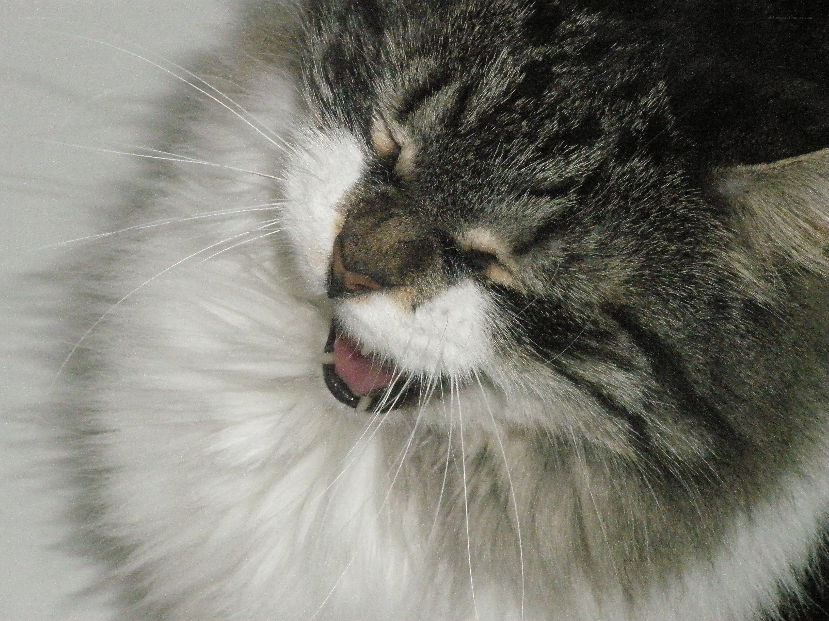 sleeping cat with open mouth