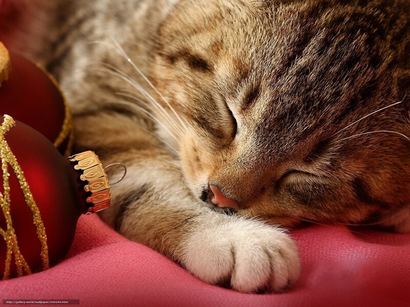 Sleeping cat with ornament