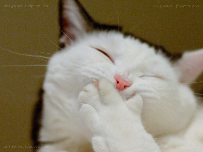 sleeping cat with paw over face