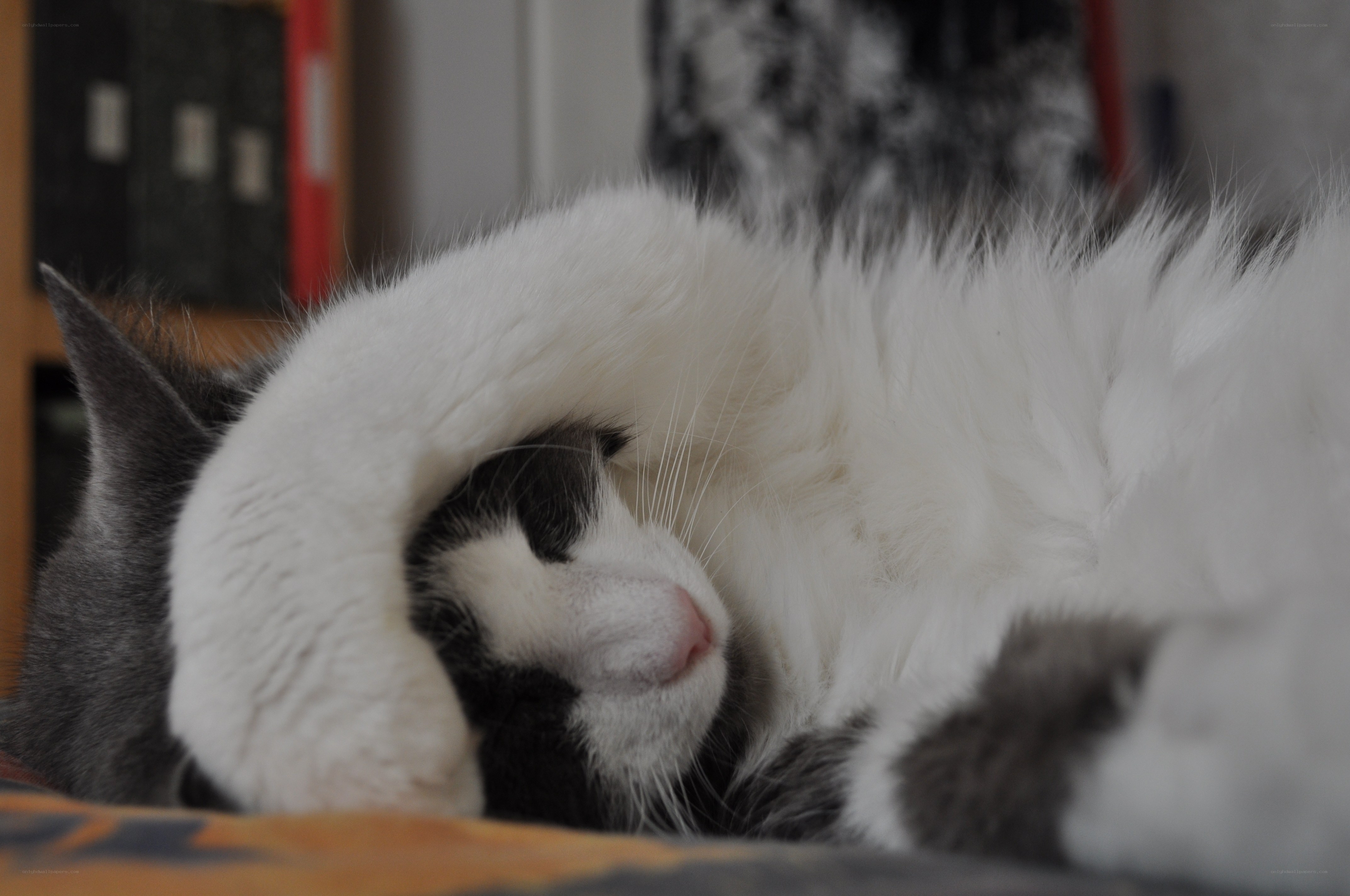 sleeping cat with paw over face