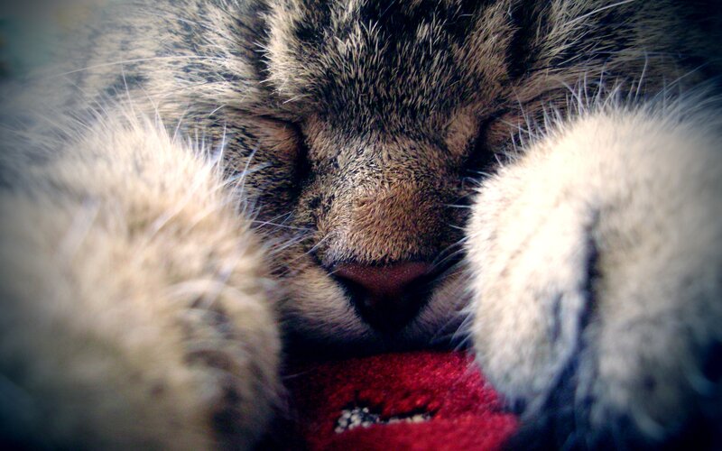 sleeping cat with paws up