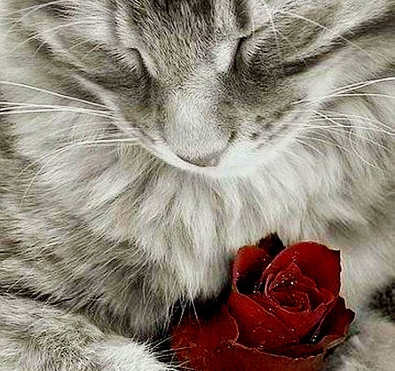 Sleeping Cat with Rose — Gray