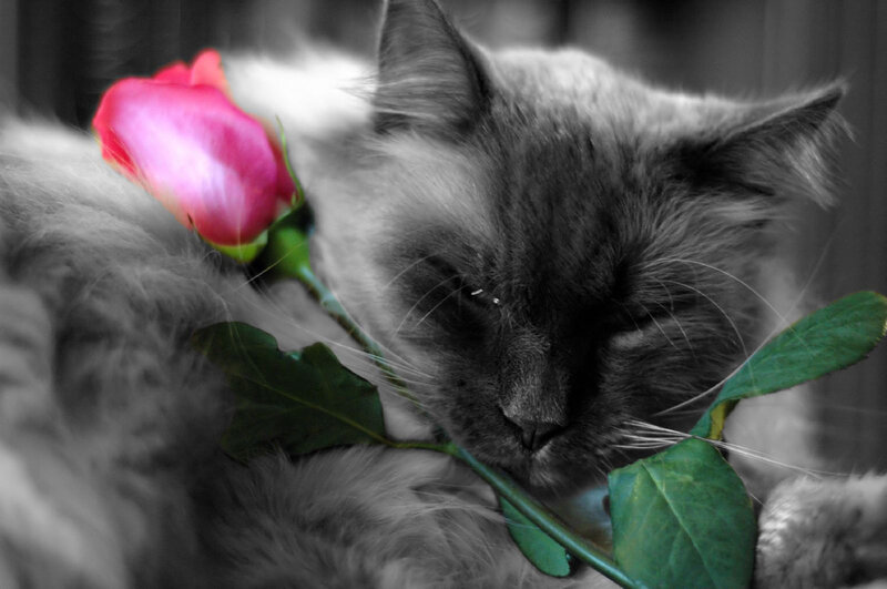 Sleeping Cat with Rose