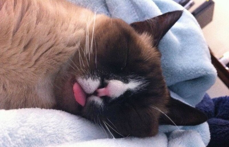Sleeping Cat with Tongue Out — Brown