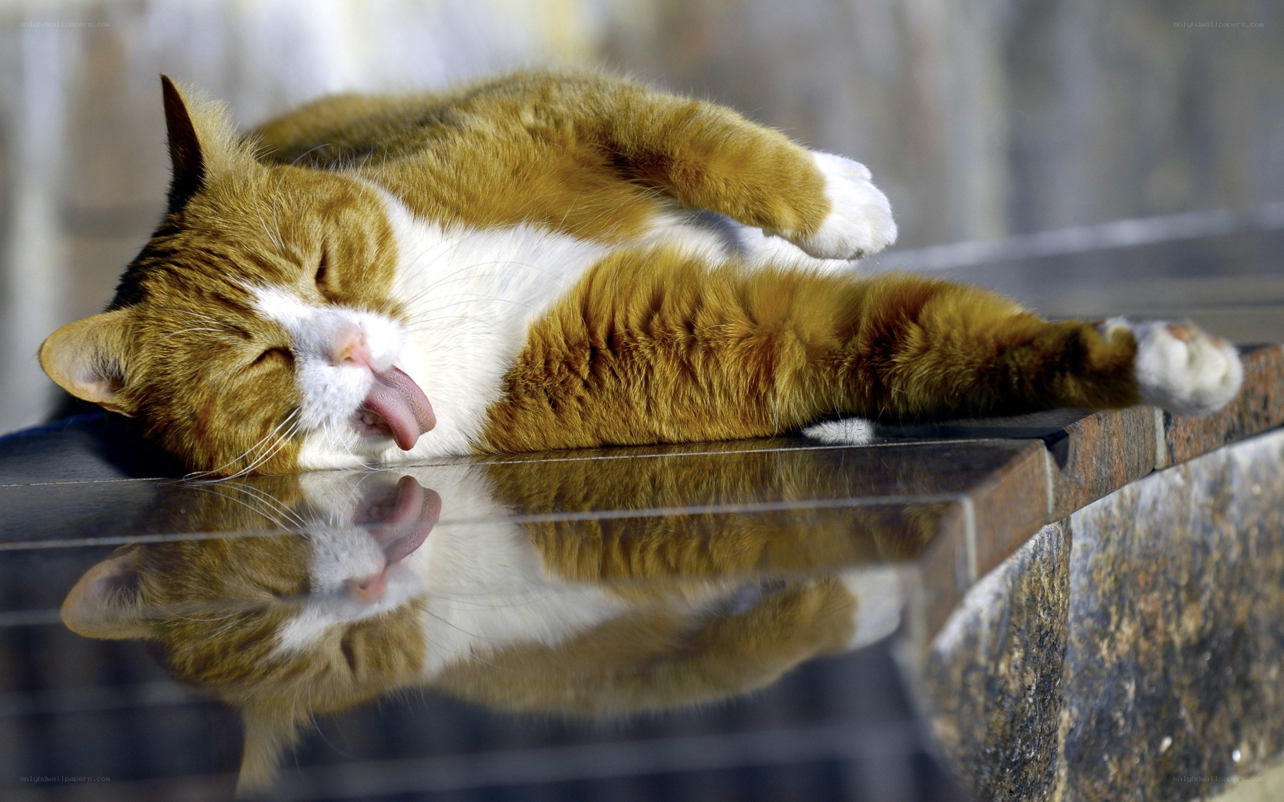 Sleeping cat with tongue out