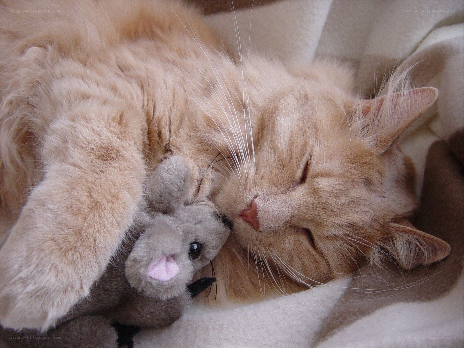Sleeping cat with toy