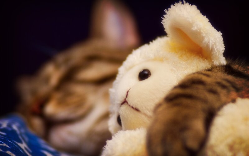 Sleeping Cat with Toy — Brown