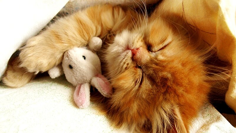 Sleeping cat with toy rabbit
