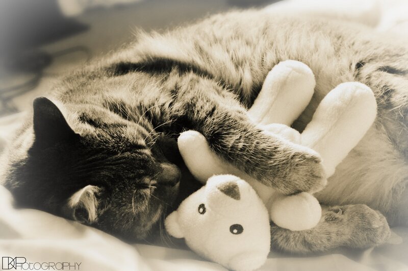Sleeping Cat with Toy — Sepia