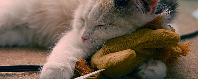 sleeping cat with toy