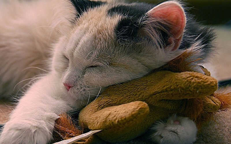 Sleeping Cat with Toy — White