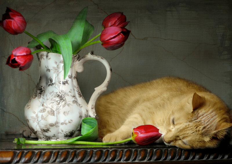 Sleeping Cat with Tulips