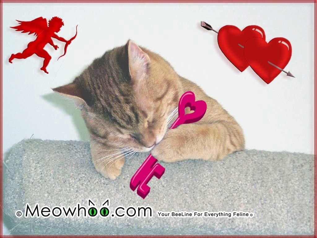 Sleeping cat with Valentine's graphics