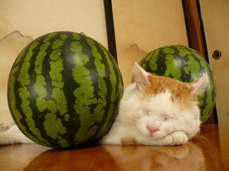 Sleeping Cat with Watermelons