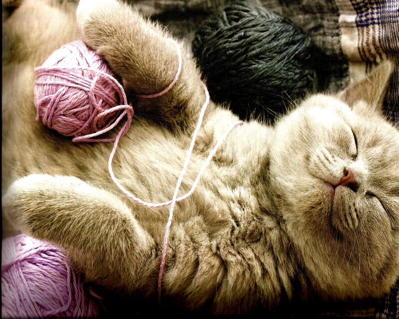 Sleeping Cat with Yarn — Gray
