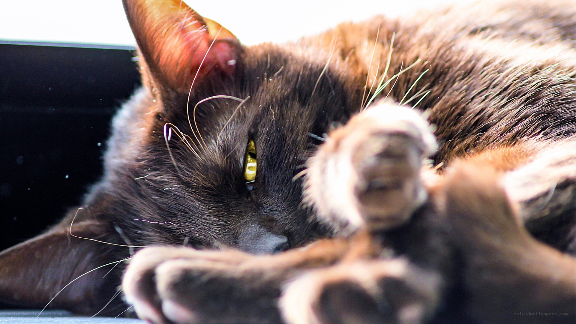 Sleeping cat with yellow eyes